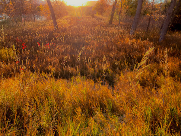 Field at sunset by Laura Lambrecht